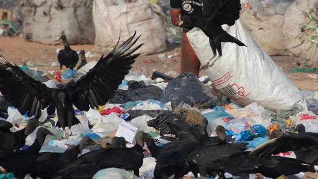 Imagem ilustrativa da notícia Vídeo: Zenaldo Coutinho anuncia que lixão voltará para o Aurá