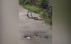 O combate entre as cobras ocorreu em uma localidade indiana.