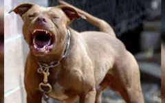 Animal só foi contido quando morto por um tiro da PM.