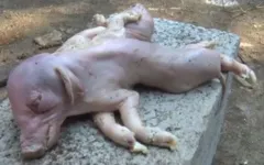 Animal nasceu com dois corpos e oito patas. 