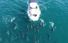 Golfinhos acompanharam o barco dos pesquisadores e deram um "show" em alto mar. 