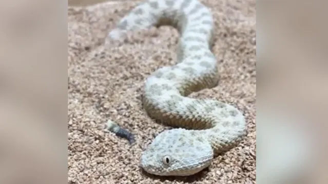 Imagem ilustrativa da notícia Perigo! Vídeo mostra cobra se escondendo em areia
