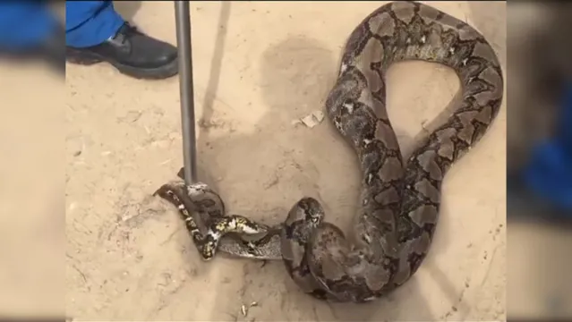 Imagem ilustrativa da notícia Cobra gigante de 4,2 metros é capturada após engolir filhote de cachorro; veja o vídeo!