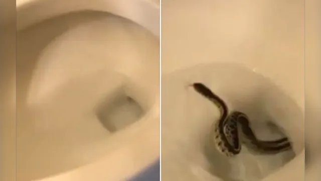 Imagem ilustrativa da notícia Mulher entra em pânico ao se deparar com cobra saindo de vaso sanitário; veja o vídeo!
