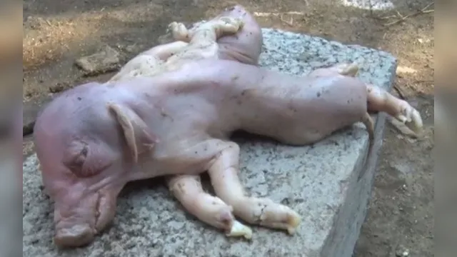 Imagem ilustrativa da notícia Porco 'mutante' nasce com dois corpos e oito patas