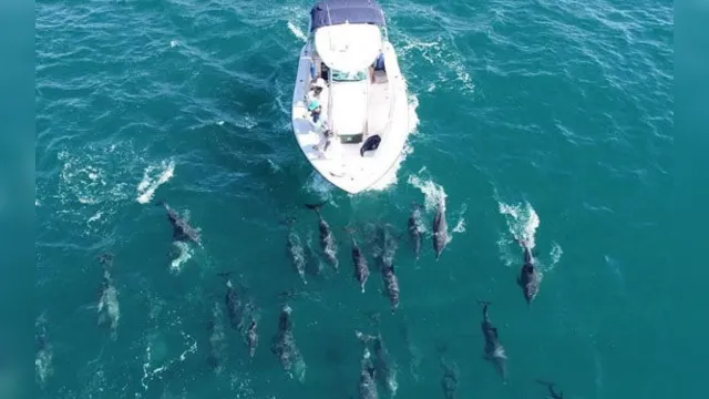 Imagem ilustrativa da notícia Pesquisadores
flagram mais de 500 golfinhos 'brincando' em praia. Assista!