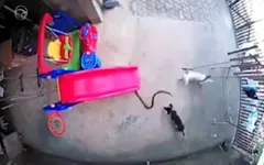 Imagem ilustrativa da notícia Cachorros atacam e matam cobra para salvar bebê de 1 ano; Veja o vídeo!