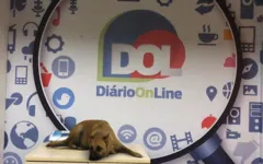 "Doguinho caramelo" na verdade é Sasha, que tem cinco anos de idade.