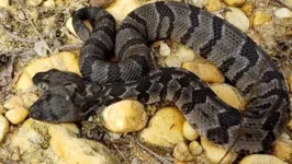Cobra tem duas cabeças, quatro olhos e duas línguas que funcionam de forma independente.