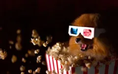 Imagem ilustrativa da notícia Shopping em Ananindeua realiza sessão 'Pet Friendly' neste sábado 