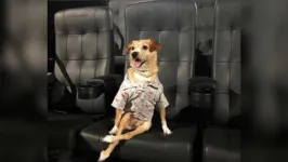 Imagem ilustrativa da notícia Shopping em Ananindeua realiza sessão de cinema para animais de estimação