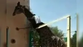 Imagem ilustrativa da notícia Vídeo: Bêbado invade jaula e sobe em girafa no zoológico