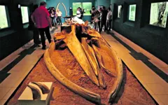 Exposição mostra a pesquisa sobre ocorrência de baleias na zona costeira amazônica.