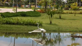 Imagem ilustrativa da notícia Parque do Utinga realiza programação especial do Dia da Ave