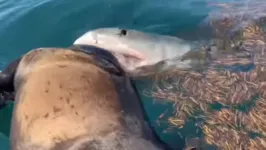 Pescadores flagraram tubarão devorando um cavalo após passagem do tubarão Dorian. 