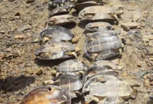 Os animais foram liberados no rio Xingu após a ocorrência