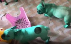 Cães ficaram verdes após brincarem com corante, segundo a dona deles. 