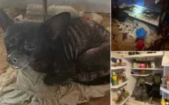 Crianças e animais foram resgatados após denúncia anônima. Suspeitos vão responder por abuso infantil e maus-tratos. 