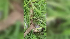 Perna é encontrada boiando. Polícia vai investigar o caso. 