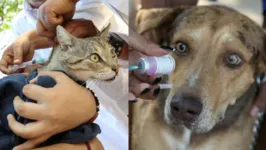 Fotos dos animais na hora da vacina viralizaram. 