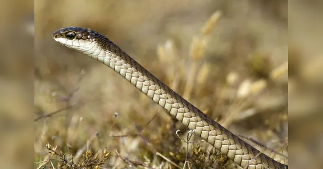 Imagem ilustrativa da notícia Cobra causa incêndio e apagão em cidade