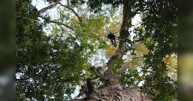 Imagem ilustrativa da notícia Maior árvore da Amazônia é encontrada no Pará