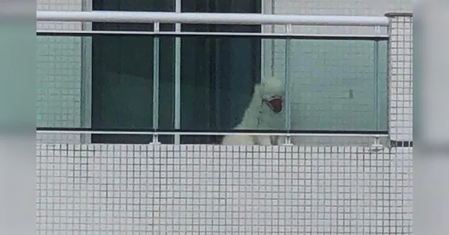 Imagem ilustrativa da notícia Donos de cachorro deixado em sacada de prédio em Belém se desculpam após repercussão
