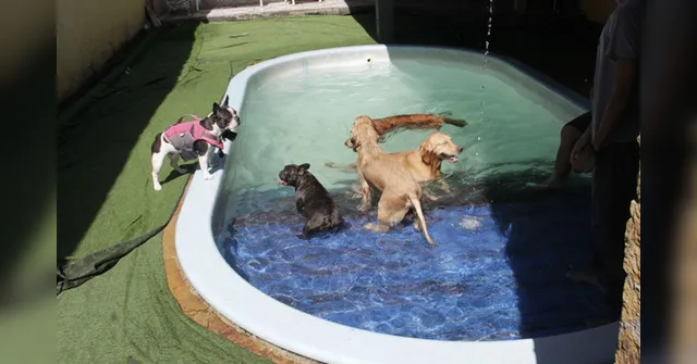 Imagem ilustrativa da notícia Verão exige cuidado maior com os pets