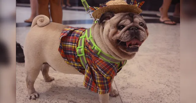 Imagem ilustrativa da notícia Pets
influencers movimentam ação social para os bichinhos