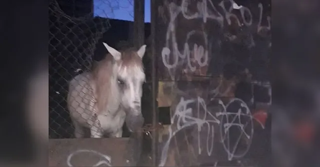 Imagem ilustrativa da notícia DENÚNCIA: cavalo é abandonado em terreno baldio no bairro do Marco. Veja o vídeo!