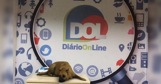 Imagem ilustrativa da notícia Aprenda a usar o filtro do ‘cachorro caramelo’ no Instagram