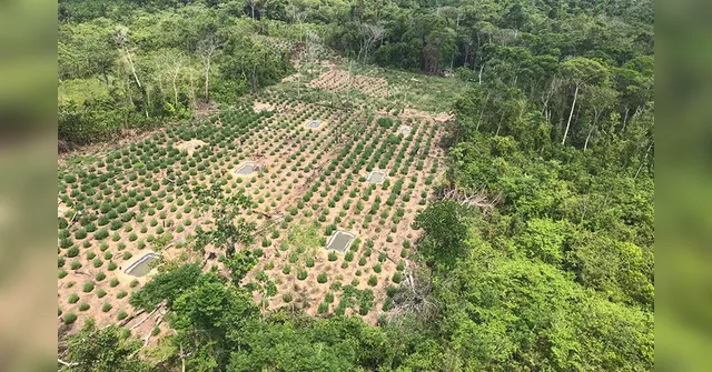 Imagem ilustrativa da notícia Plantações com 360 mil pés de maconha são destruídas no Pará e Maranhão
