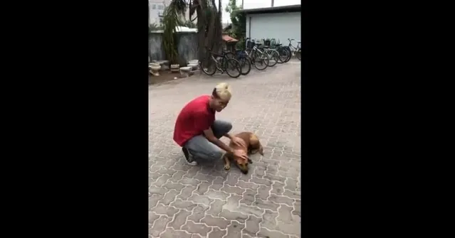 Imagem ilustrativa da notícia Jovem brinca de verdade com "Sasha Dog" e bate 4 milhões de visualizações