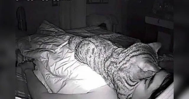 Imagem ilustrativa da notícia Homem descobre que problema respiratório durante o sono era o gato dormindo em seu rosto