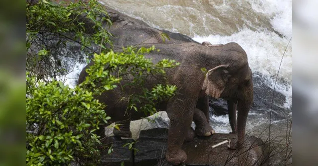 Imagem ilustrativa da notícia Imagem fortes: seis elefantes morrem após tentarem resgatar filhote em cachoeira