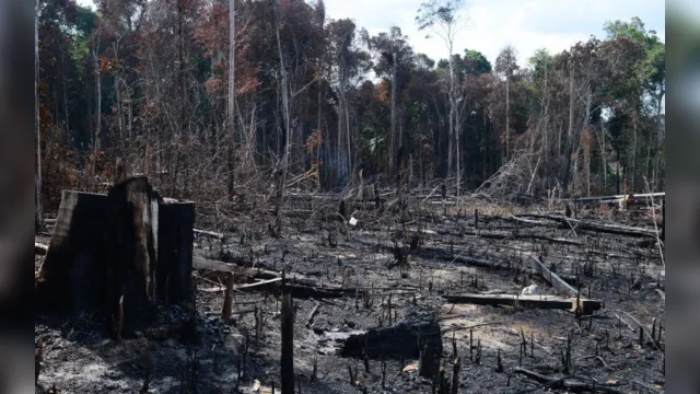 Imagem ilustrativa da notícia Dia da Amazônia será celebrado com protestos contra as queimadas nas florestas