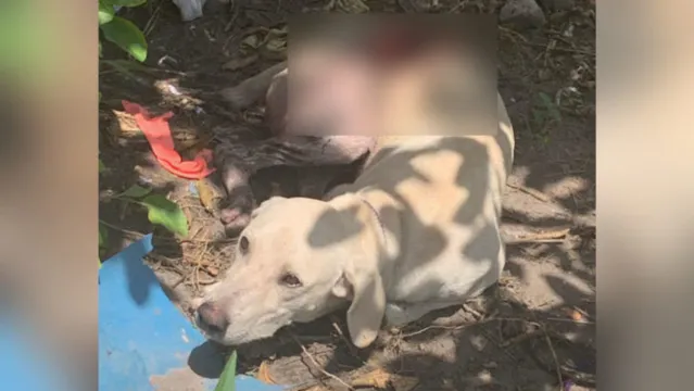 Imagem ilustrativa da notícia Homem retalha cachorro a golpes de facão em Marabá