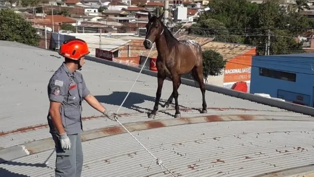Imagem ilustrativa da notícia Cavalos sobem em telhado de imóvel e guindaste é usado para o resgate; veja o vídeo!