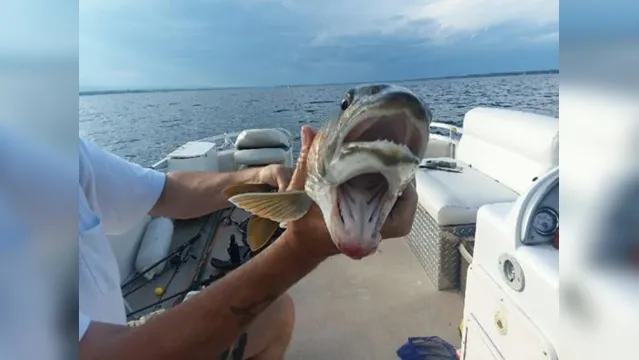 Imagem ilustrativa da notícia Mulher fisga um peixe com duas "bocas"
