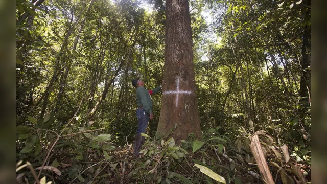 Imagem ilustrativa da notícia Agropalma preserva 64 mil hectares de reservas florestais no Pará