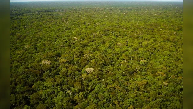 Imagem ilustrativa da notícia Seminário discutirá a preservação e conservação da Amazônia