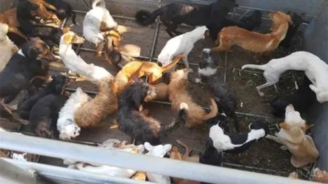 Imagem ilustrativa da notícia Família é presa por vender linguiça com carne de cachorro. Assista!