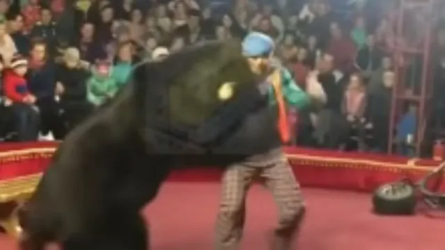 Imagem ilustrativa da notícia Urso furioso ataca treinador e público em circo. Veja o vídeo!