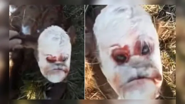 Imagem ilustrativa da notícia Que bicho é esse? Animal mutante com 'face humana' choca agricultores; veja o vídeo!