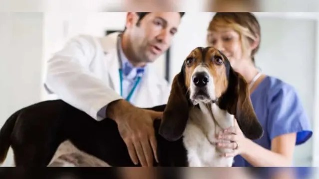 Imagem ilustrativa da notícia Câncer de próstata em cães: como identificar e prevenir