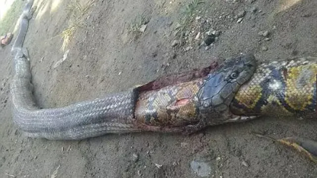 Imagem ilustrativa da notícia Moradores matam cobra enorme que estava engolindo outra cobra