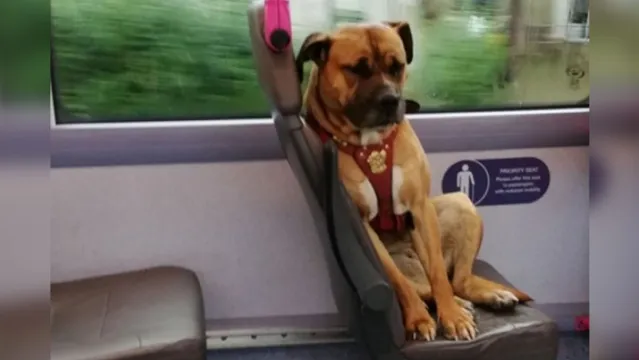 Imagem ilustrativa da notícia Imagem de 'cão triste' em ônibus viraliza e comove a web