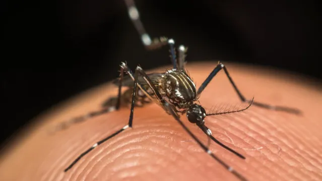Imagem ilustrativa da notícia Você sabe quais são os sintomas da chikungunya? Confira!