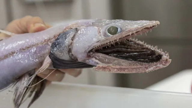Imagem ilustrativa da notícia Jovem pesca 'peixe dinossauro' e se assusta com a aparência bizarra do animal