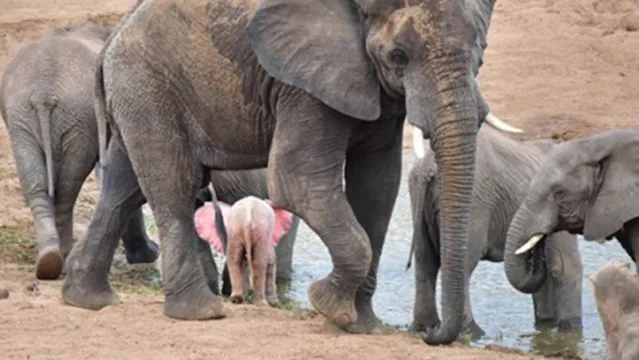 Imagem ilustrativa da notícia Elefante cor de rosa é flagrado em parque na África